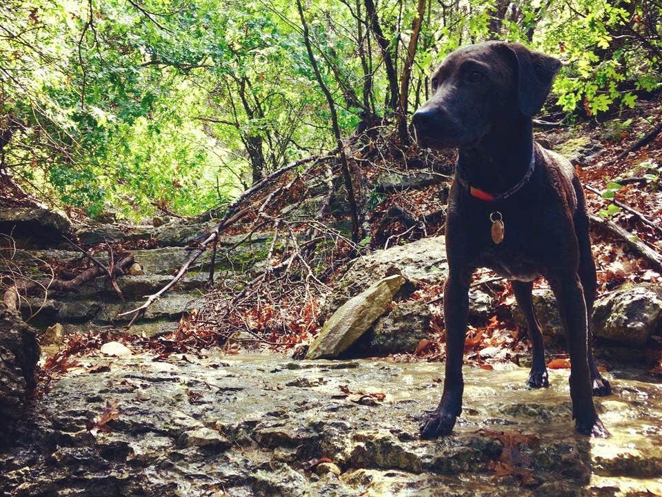 Chelsea O.'s photo of camping with pets at Emma Long Metropolitan Park near Georgetown, TX