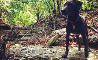Chelsea O.'s photo of camping with pets at Emma Long Metropolitan Park near Round Rock, TX