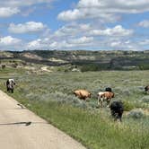 Review photo of Juniper Campground — Theodore Roosevelt National Park by Duncan G., July 6, 2022