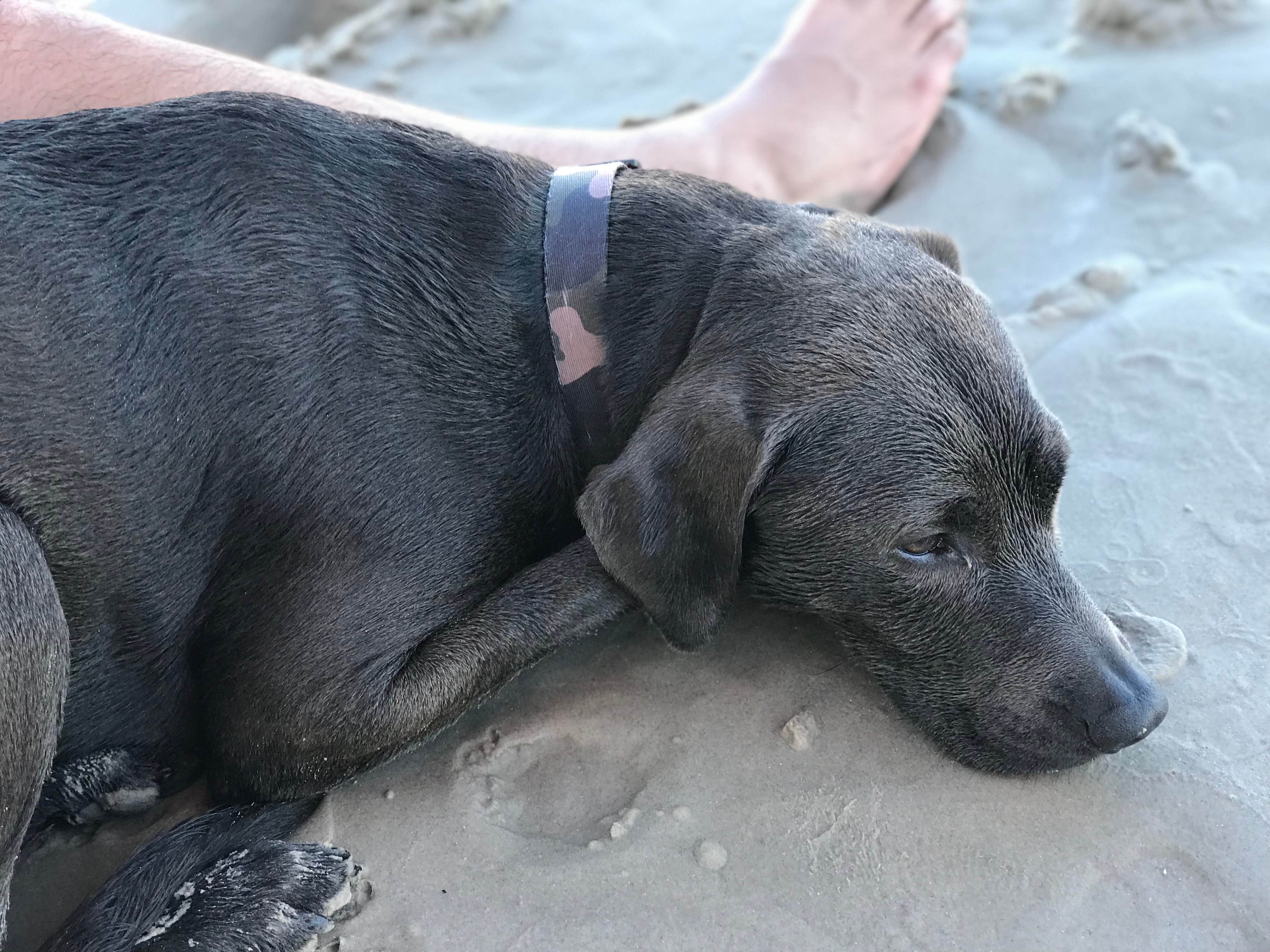 Camper-submitted photo at Mustang Island State Park Campground near Mathis, TX