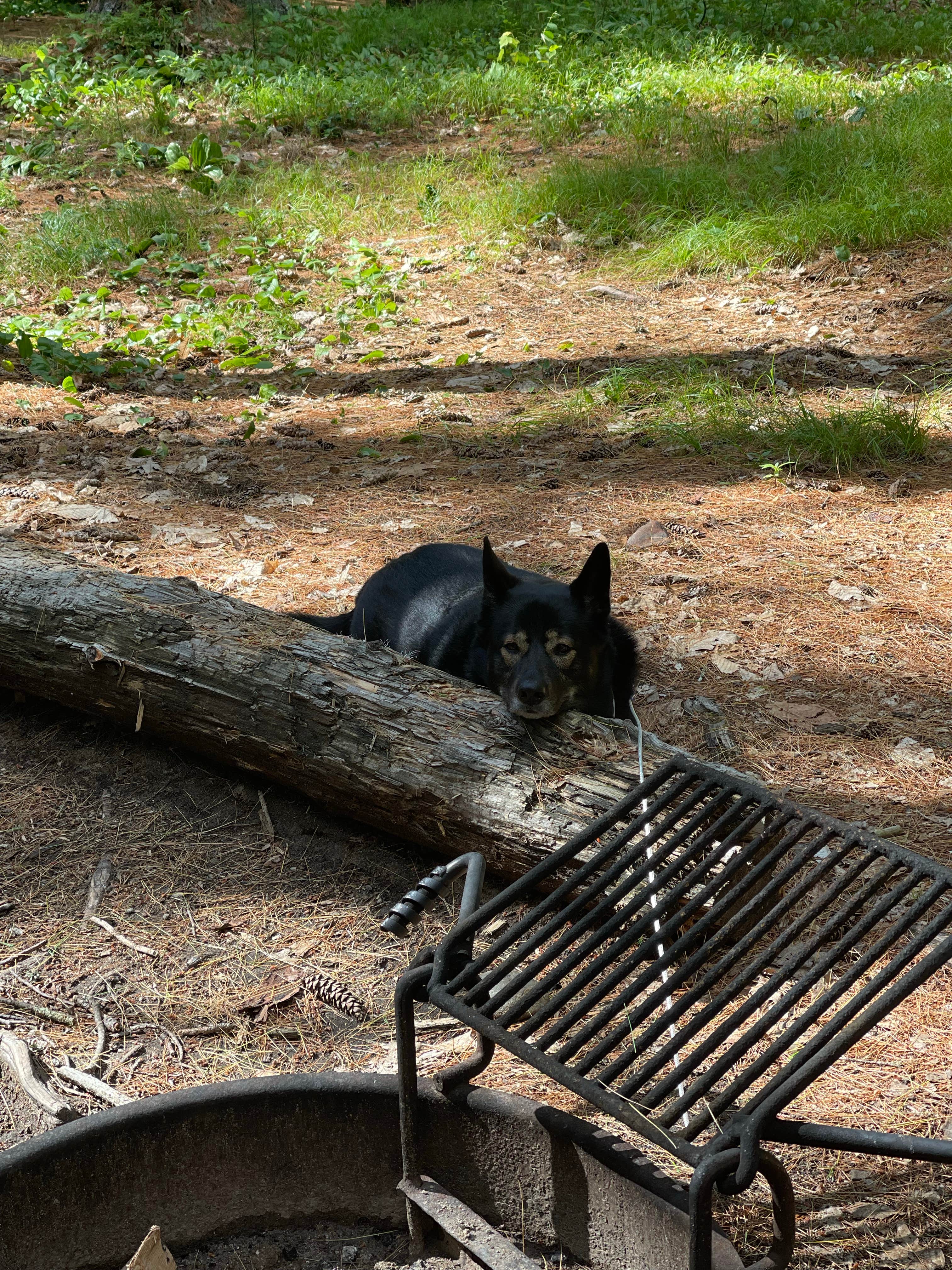 Allyson's photo of camping with pets at Bear Brook State Park Campground near Methuen Town, MA