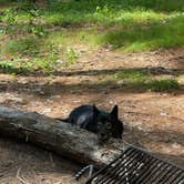 Review photo of Bear Brook State Park Campground by Allyson , July 6, 2022