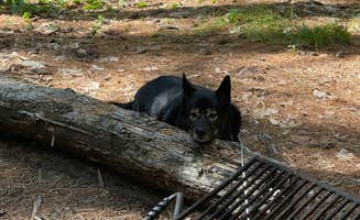 Allyson's photo of camping with pets at Bear Brook State Park Campground near Salem, NH