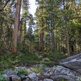 Review photo of North Grove Campground — Calaveras Big Trees State Park by xi C., July 6, 2022