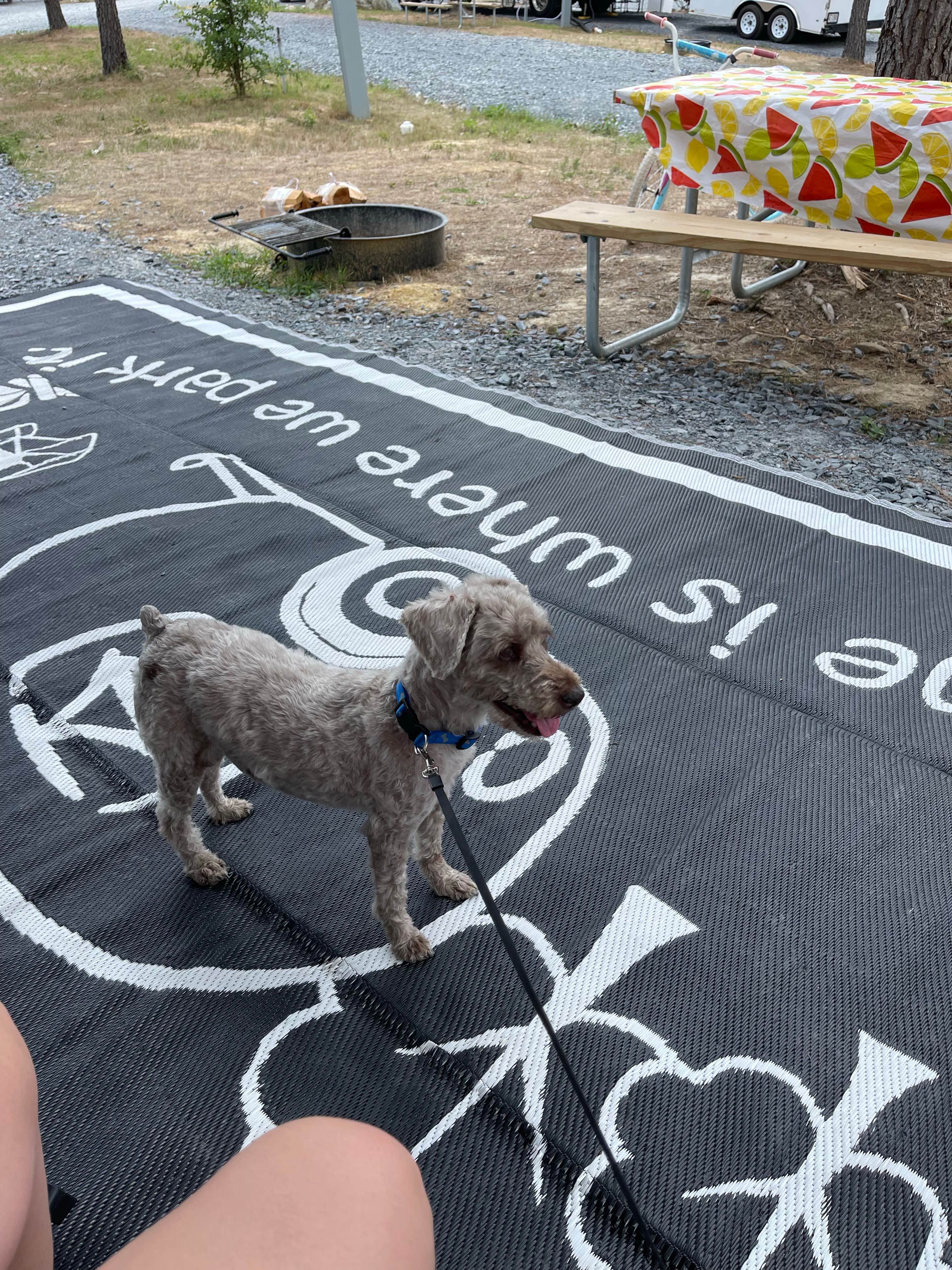 Josh Q.'s photo of camping with pets at Yogi Bear's Jellystone Park at Asheboro near B. Everett Jordan Lake