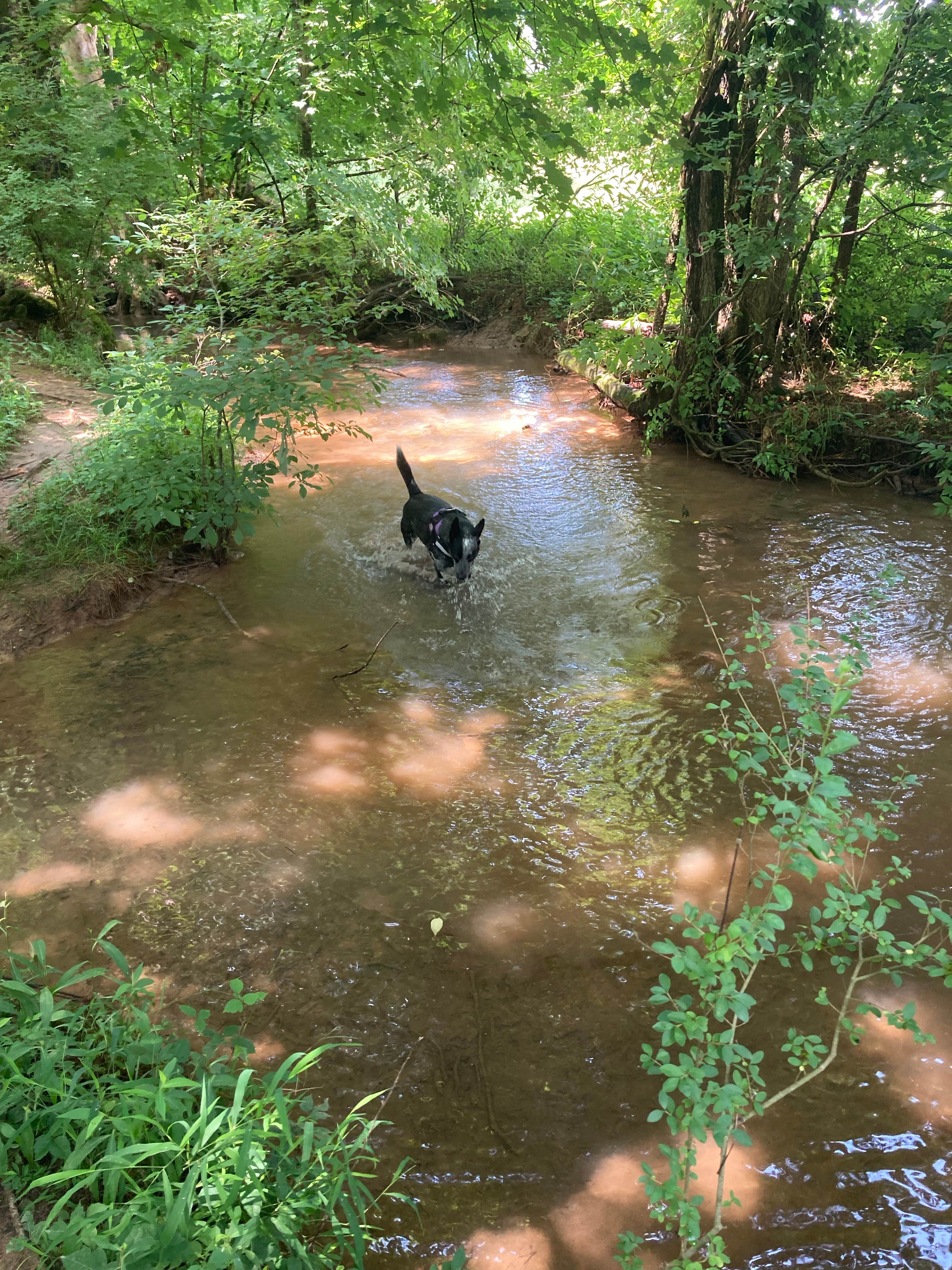 Phillip W.'s photo of camping with pets at Panther Creek State Park Campground near Dandridge, TN