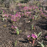 Review photo of Lava Flow Campground — Craters of the Moon National Monument by allison W., June 30, 2022