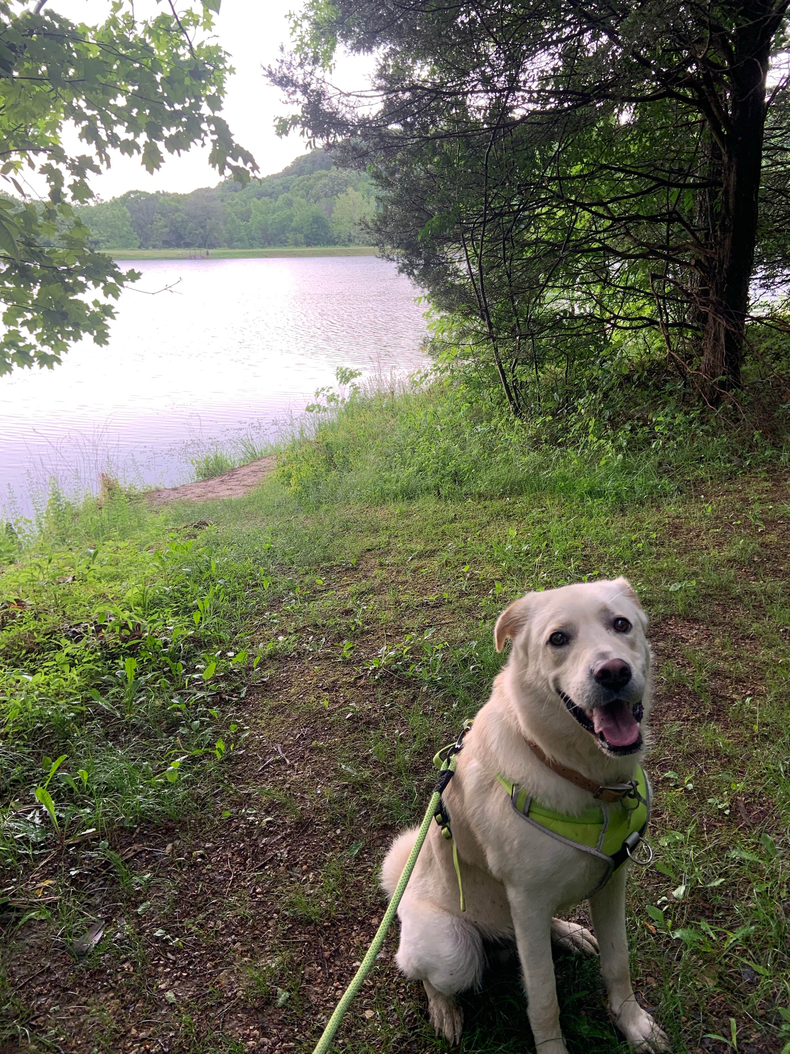 Hannah H.'s photo of camping with pets at Equestrian Campground — Ferne Clyffe State Park near Cape Girardeau, MO