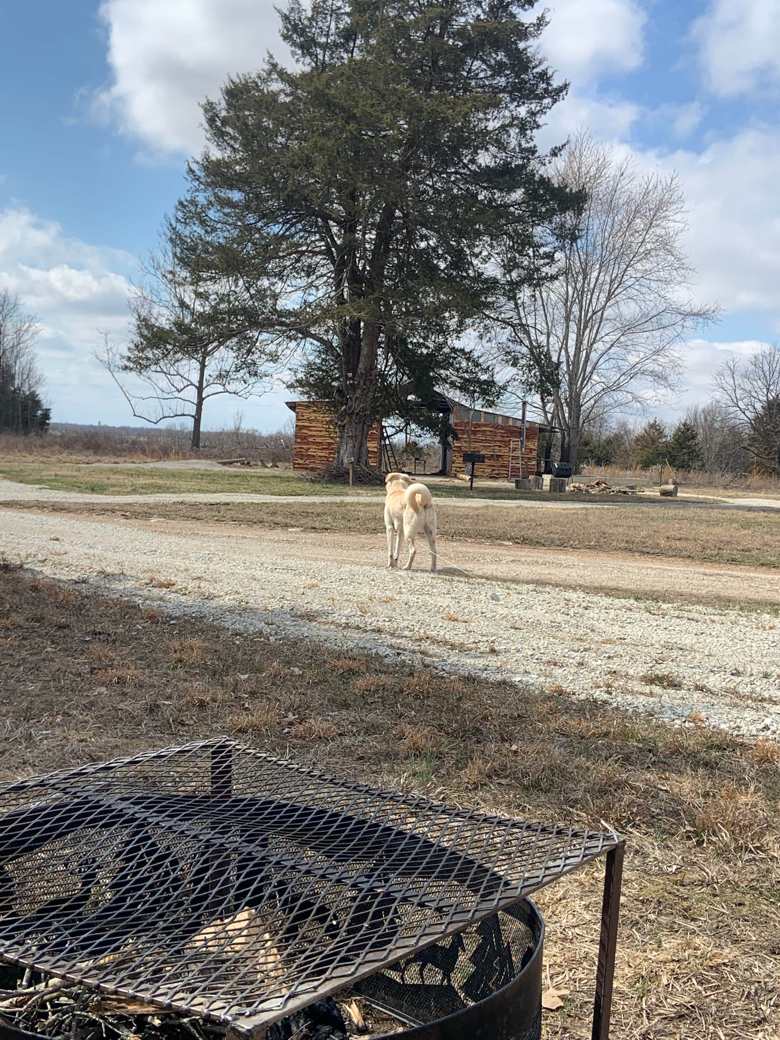 Hannah H.'s photo of camping with pets at B Berry Farms & Co. near Stockton, MO