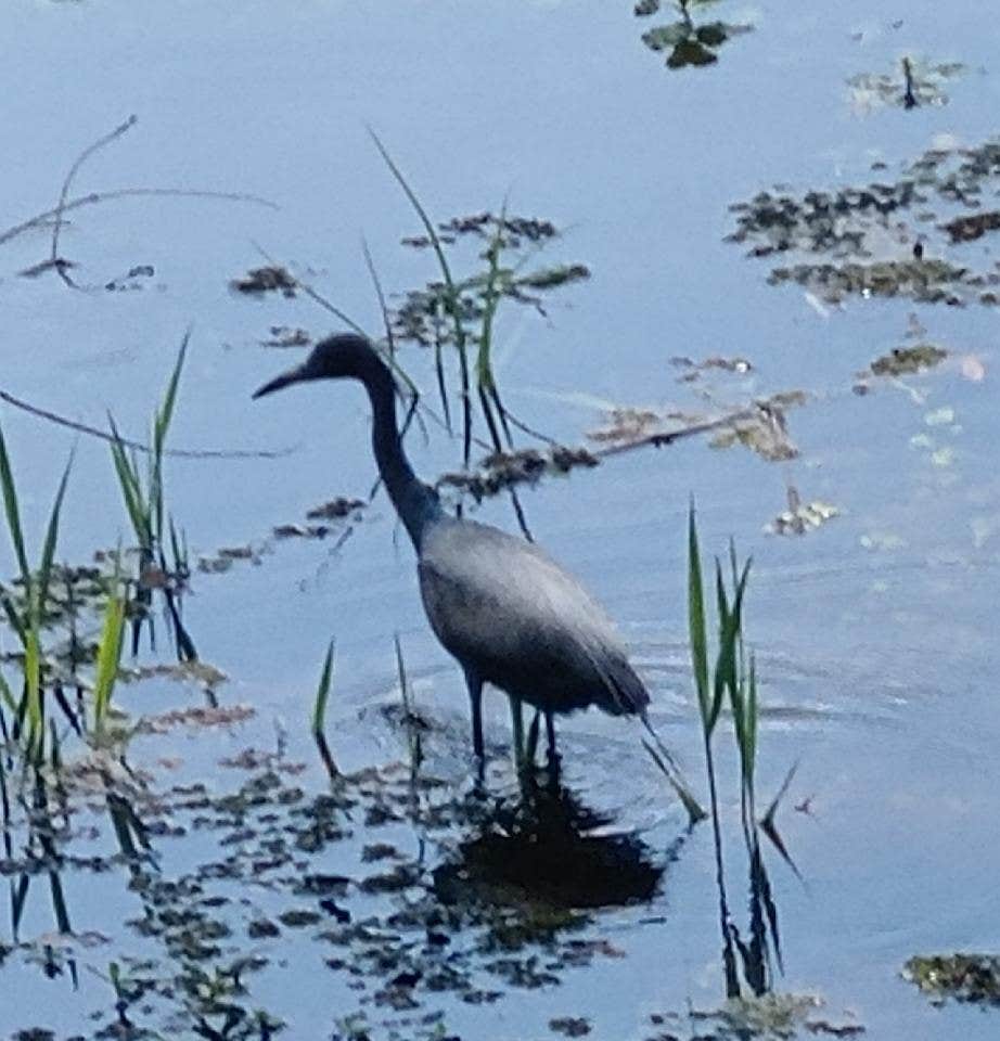 Camper-submitted photo at Vero Beach Kamp near Port St. Lucie, FL