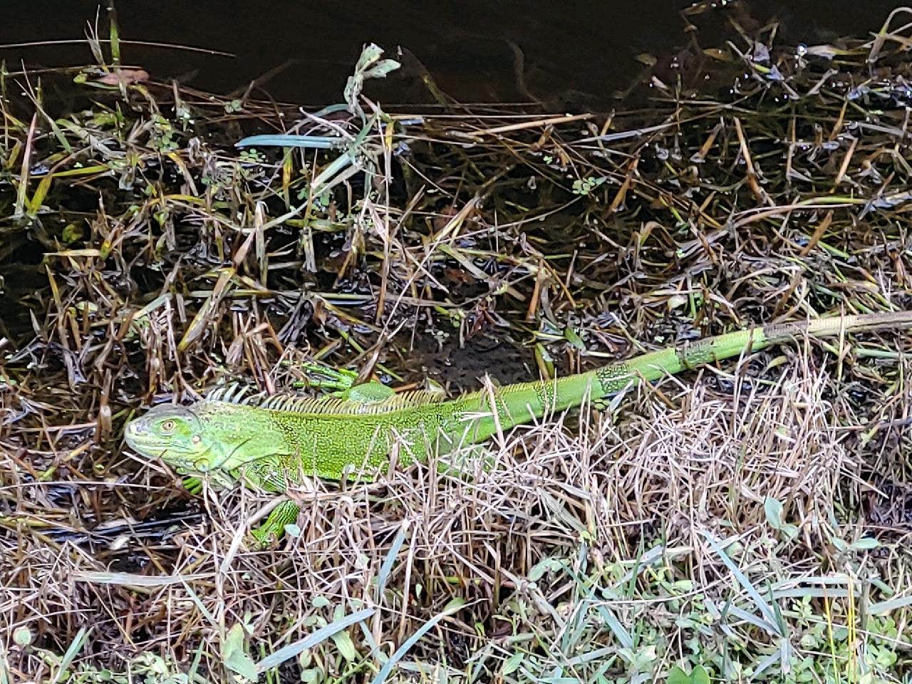 Camper-submitted photo at Vero Beach Kamp near Grant, FL
