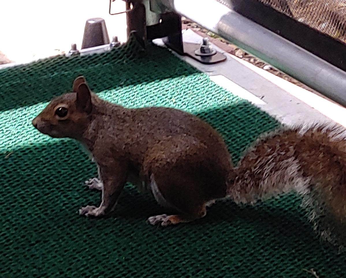 Brenda K.'s photo of camping with pets at Vero Beach Kamp near Jensen Beach, FL