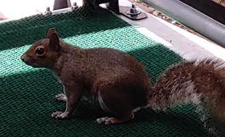 Brenda K.'s photo of camping with pets at Vero Beach Kamp near Palm Bay, FL