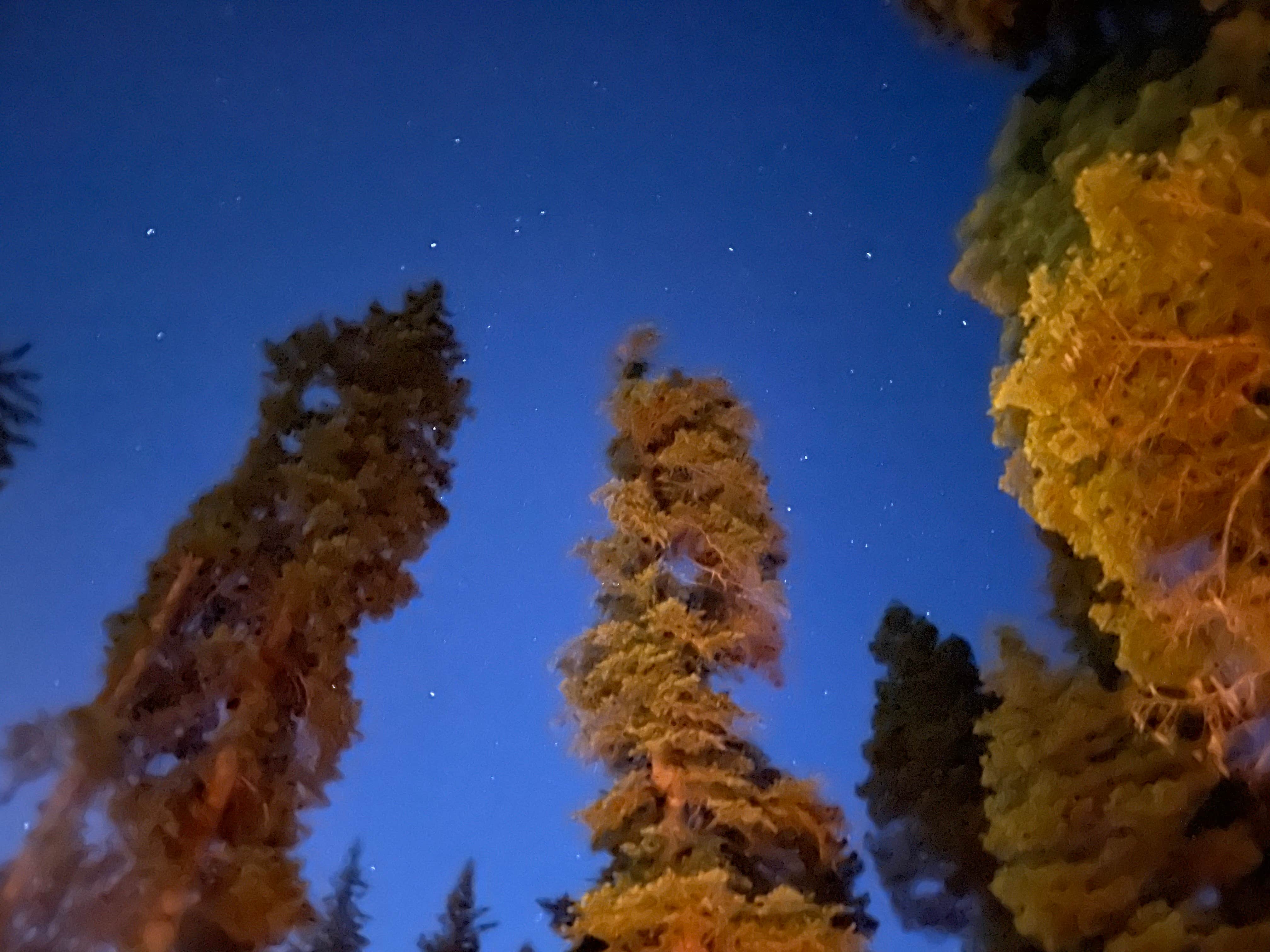 Camper-submitted photo at Bruce Spruce Ranch near Pagosa Springs, CO