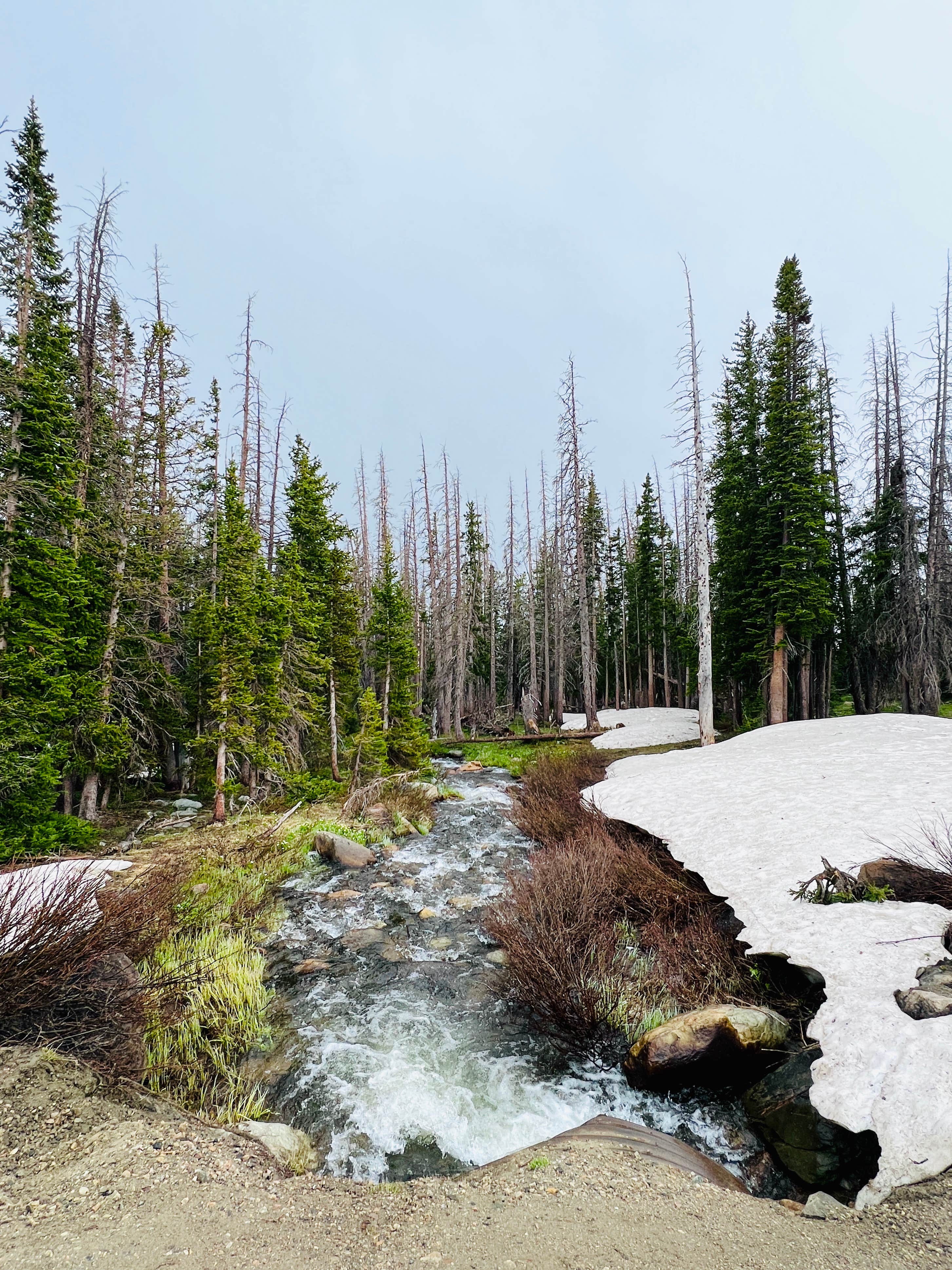Camper-submitted photo at Nash Fork Campground near Medicine Bow-Routt NFs & Thunder Basin NG