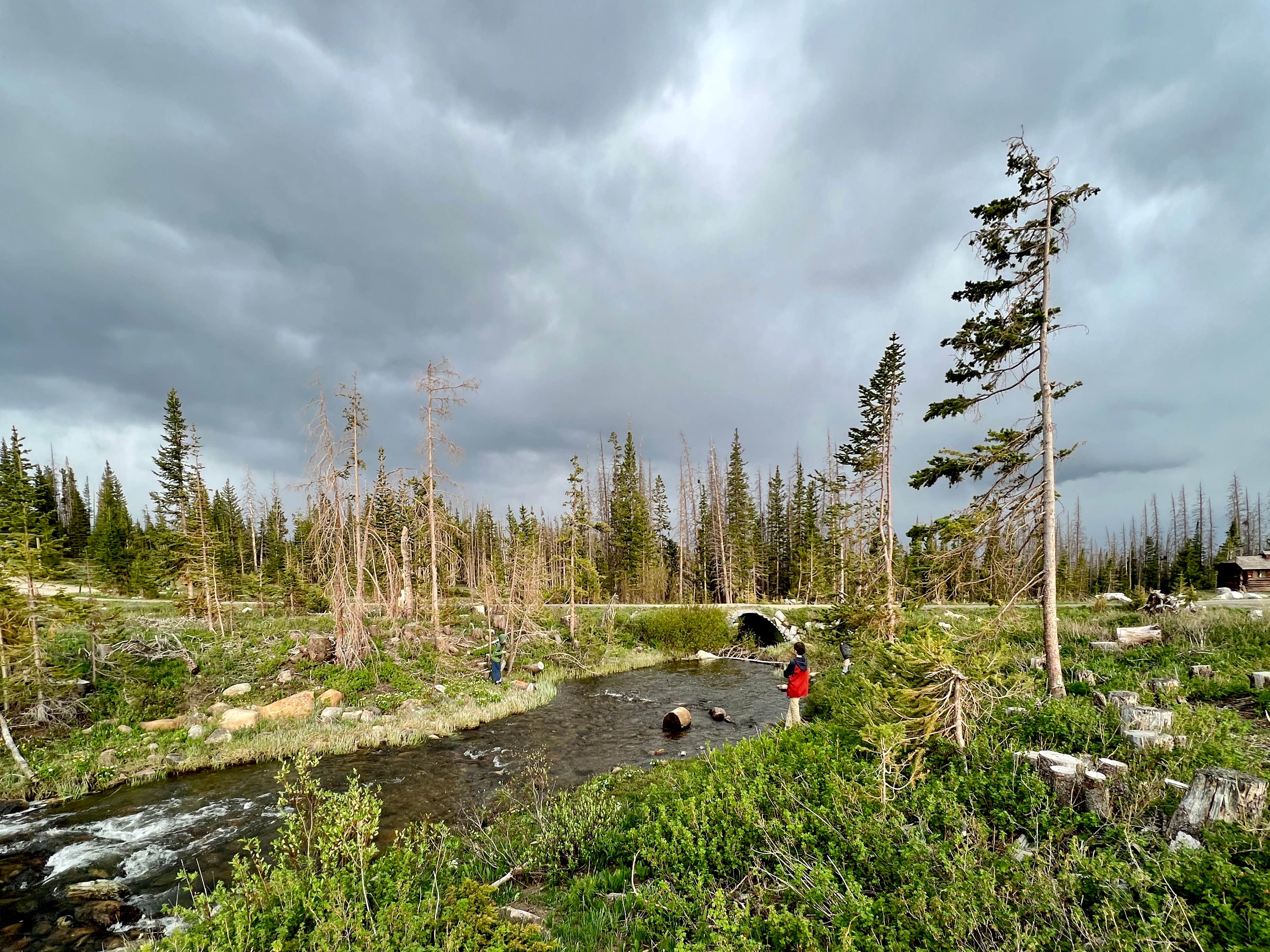 Camper submitted image from Nash Fork Campground - 5