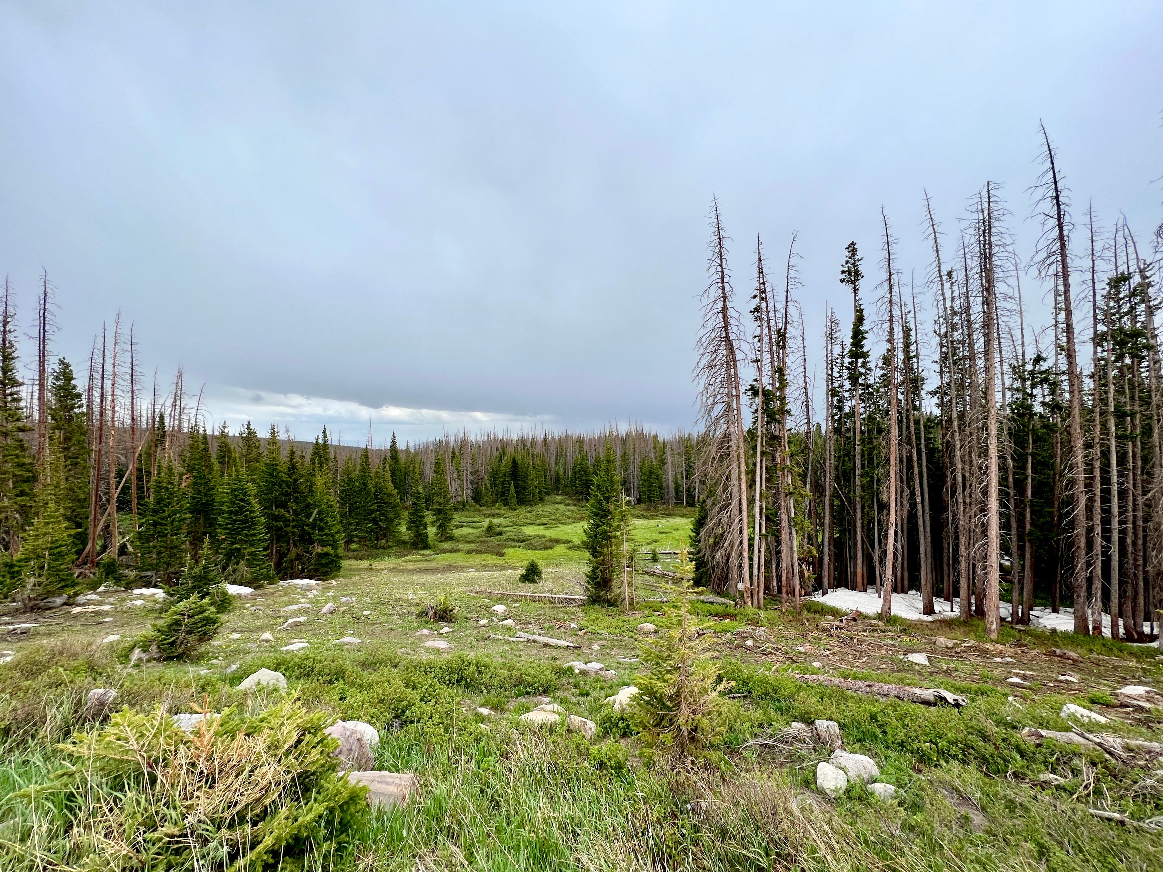 Camper submitted image from Nash Fork Campground - Medicine Bow-Routt National Forests & Thunder Basin National Grassland - 1