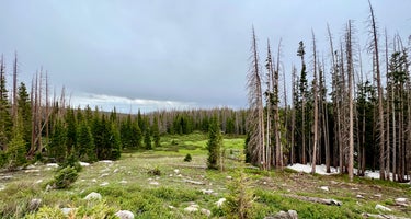 Nash Fork Campground - Medicine Bow-Routt National Forests & Thunder Basin National Grassland