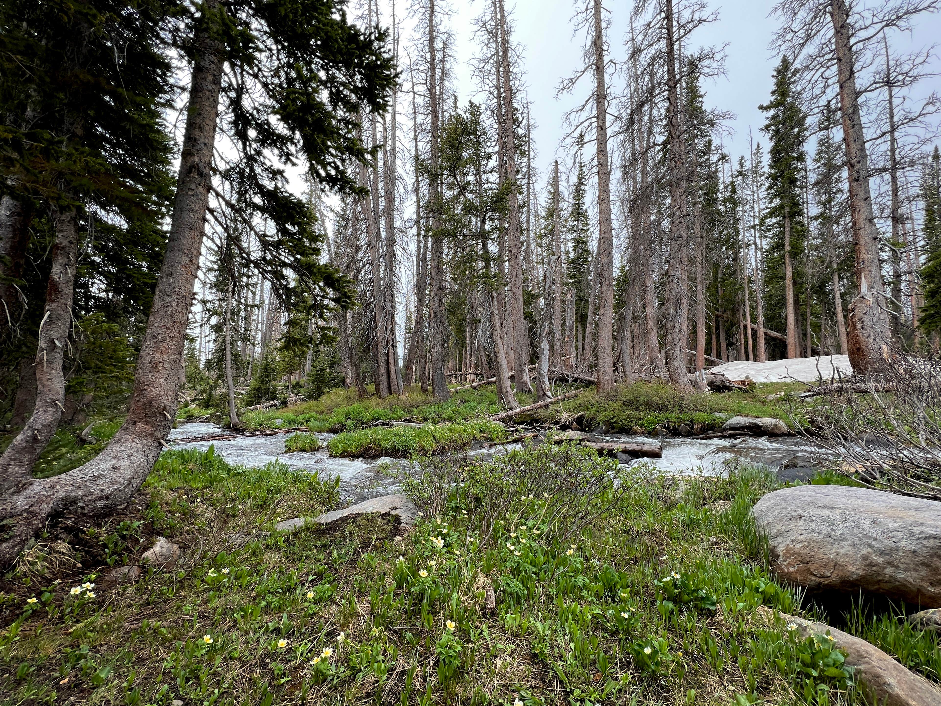 Camper-submitted photo at Nash Fork Campground near Medicine Bow-Routt NFs & Thunder Basin NG