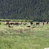 Review photo of Moraine Park Campground — Rocky Mountain National Park by Veronica S., July 8, 2022