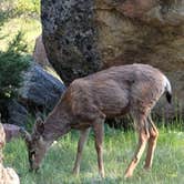 Review photo of Moraine Park Campground — Rocky Mountain National Park by Veronica S., July 8, 2022