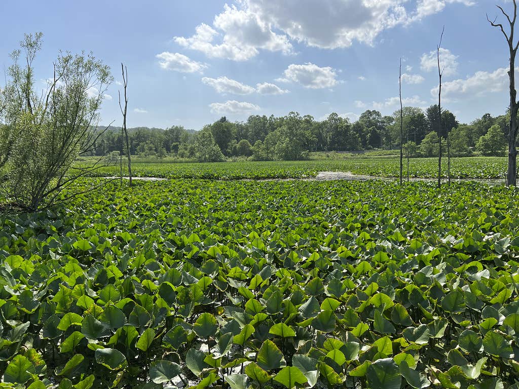 Camper-submitted photo at Woodside Lake Park near Beachwood, OH