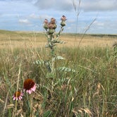 Review photo of Buffalo Gap National Grassland by Sigrid O., July 8, 2022