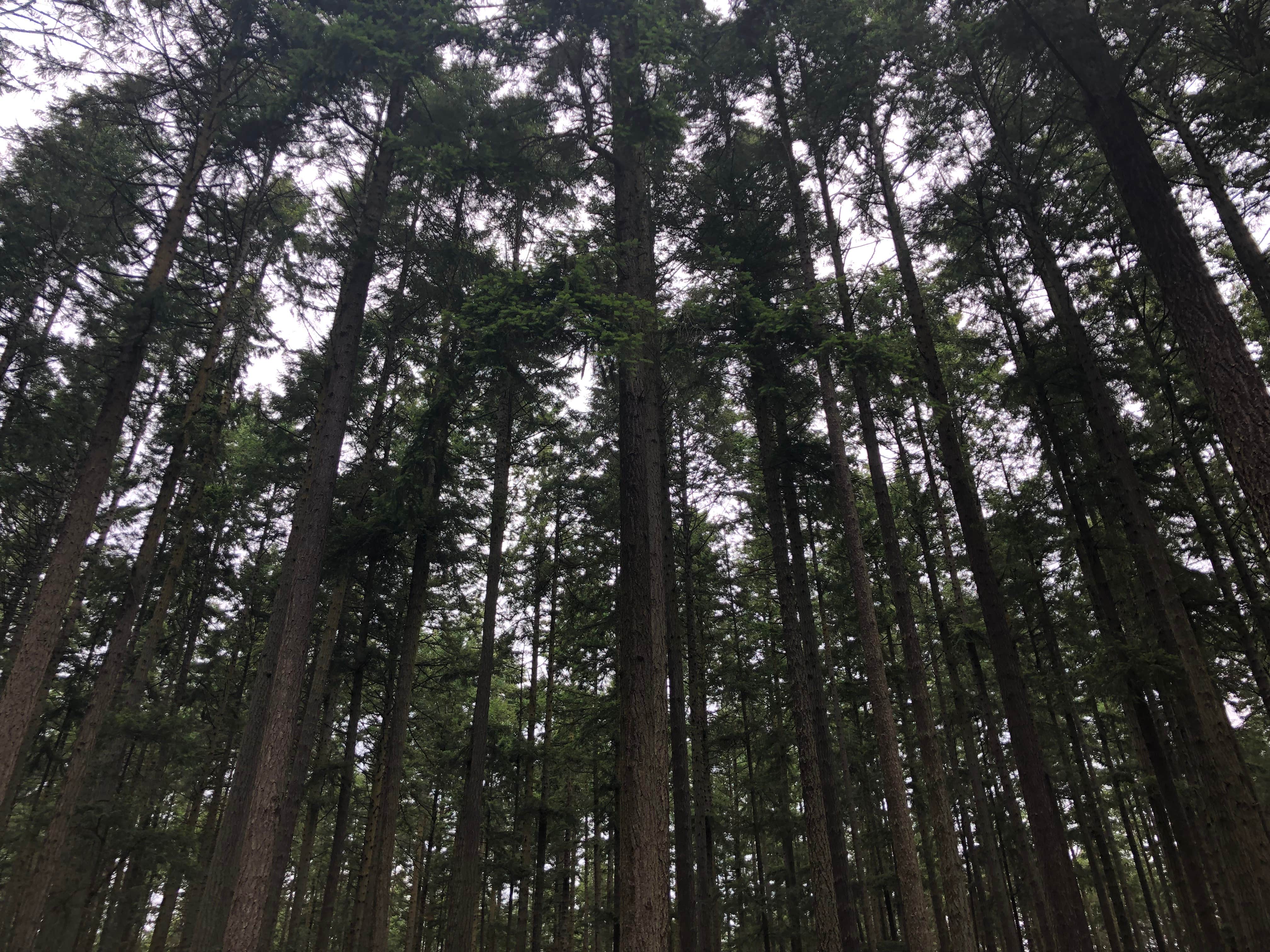 Camper-submitted photo at Rhododendron Campground near Keystone Harbor