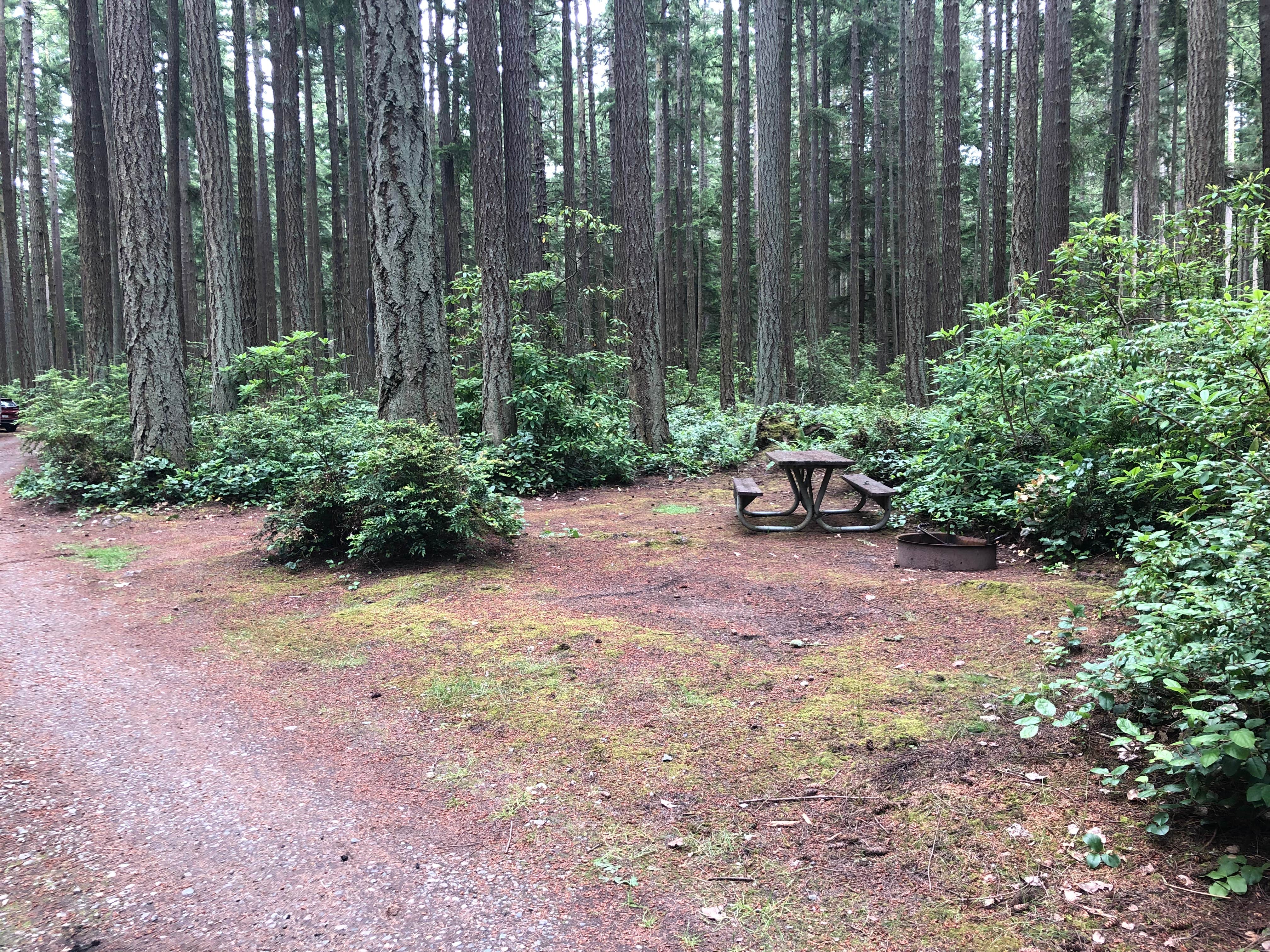 Camper submitted image from Rhododendron Campground - 3