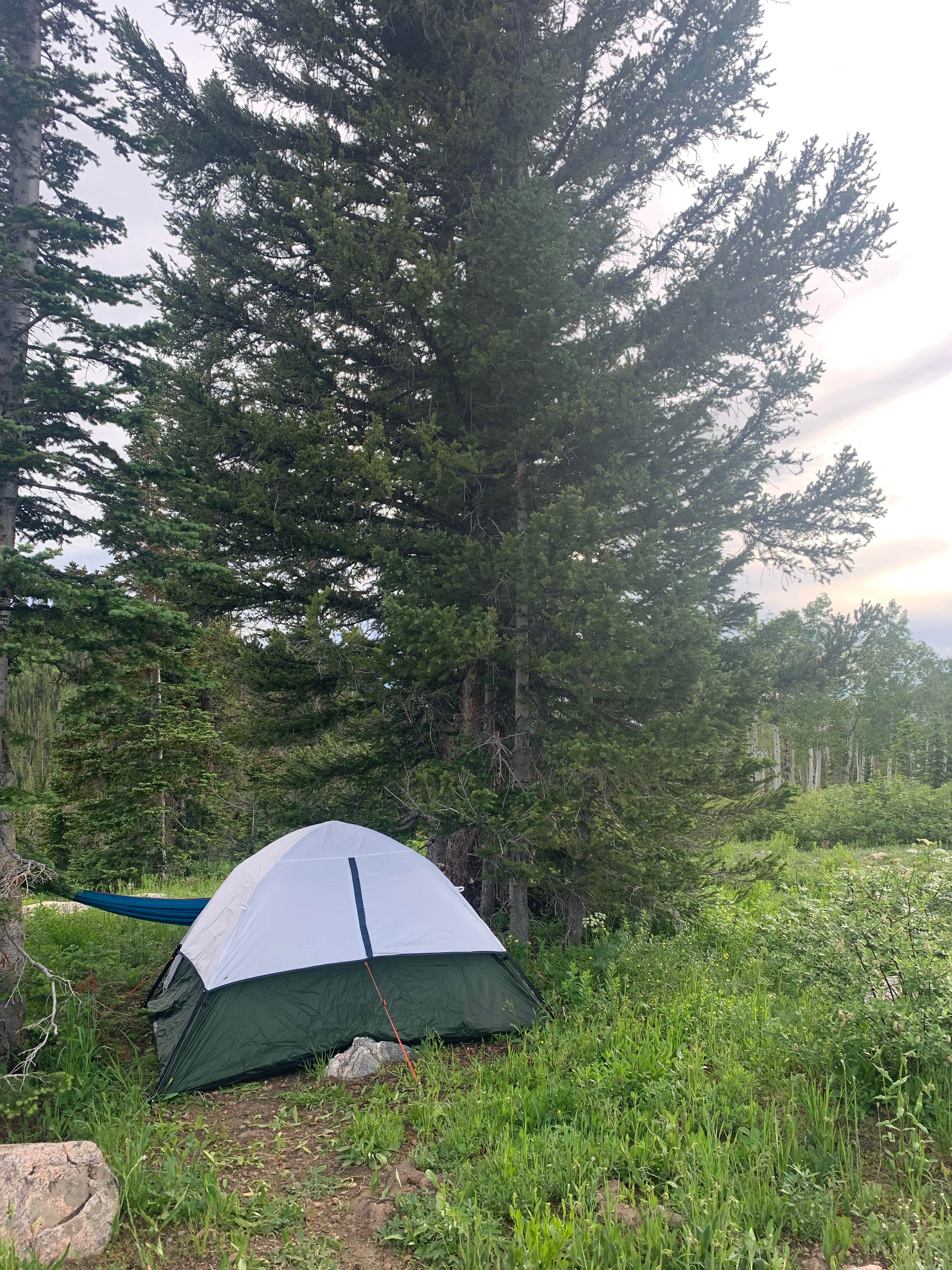 Camper-submitted photo at Buffalo Pass Dispersed near Coalmont, CO