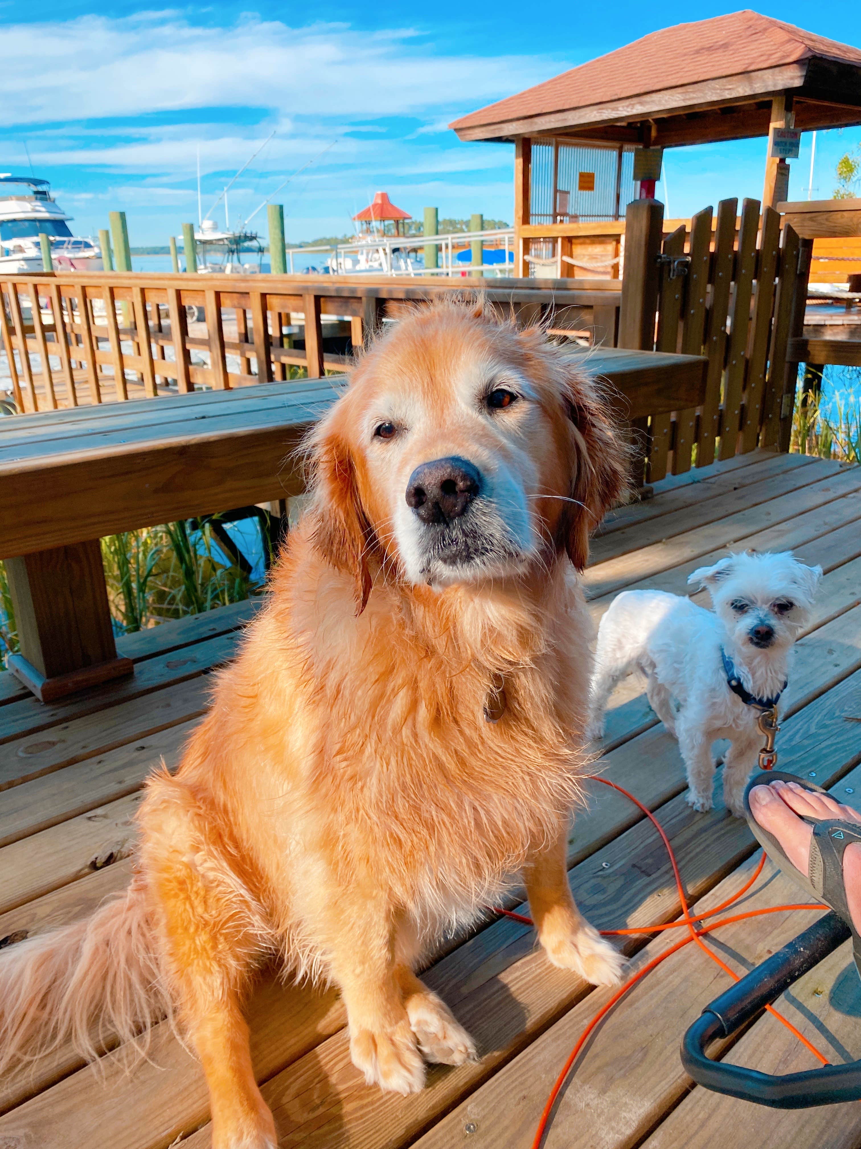 Susan & Kevin W.'s photo of camping with pets at Hilton Head Harbor near Hardeeville, SC