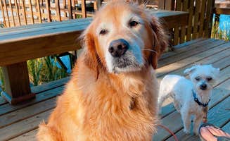 Susan & Kevin W.'s photo of camping with pets at Hilton Head Harbor near Tybee Island, GA