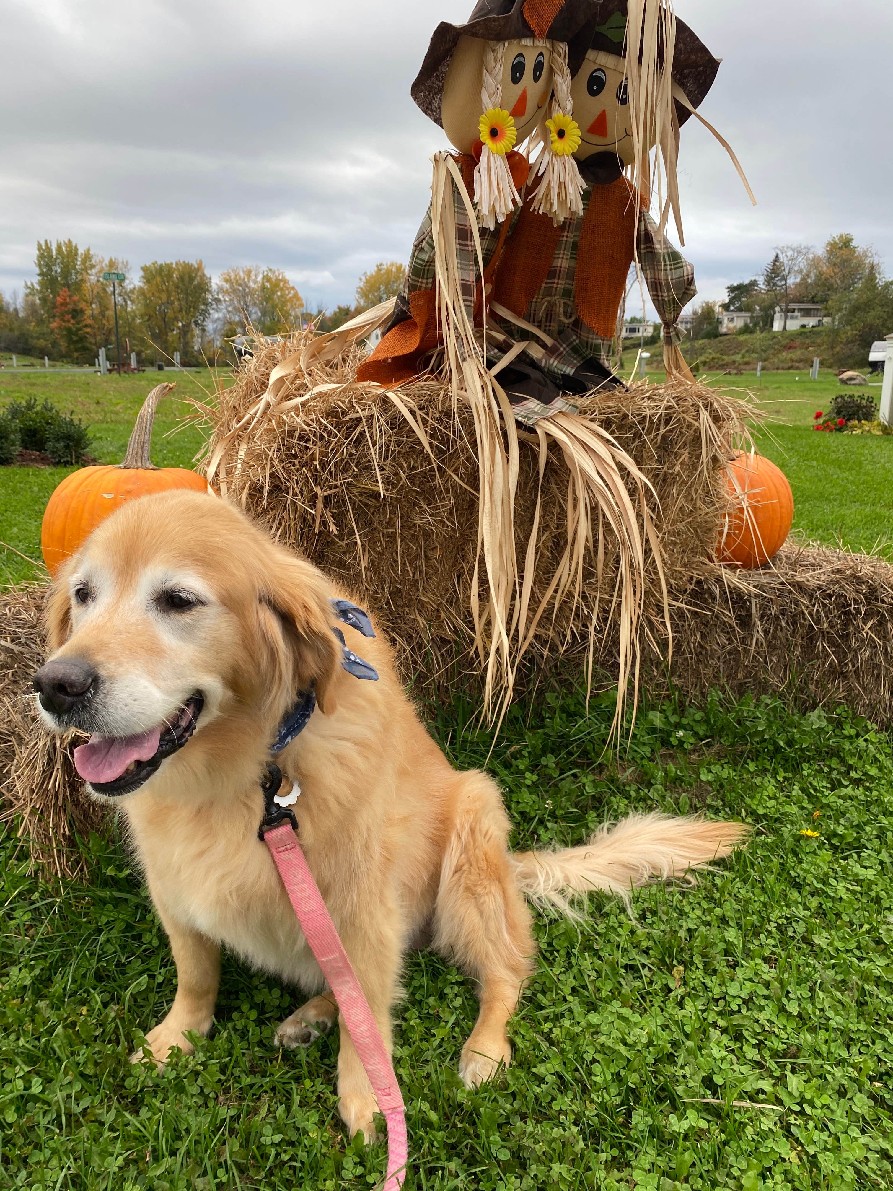 Susan & Kevin W.'s photo of camping with pets at Apple Island Resort near Swanton, VT