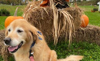 Susan & Kevin W.'s photo of camping with pets at Apple Island Resort near North Hero, VT