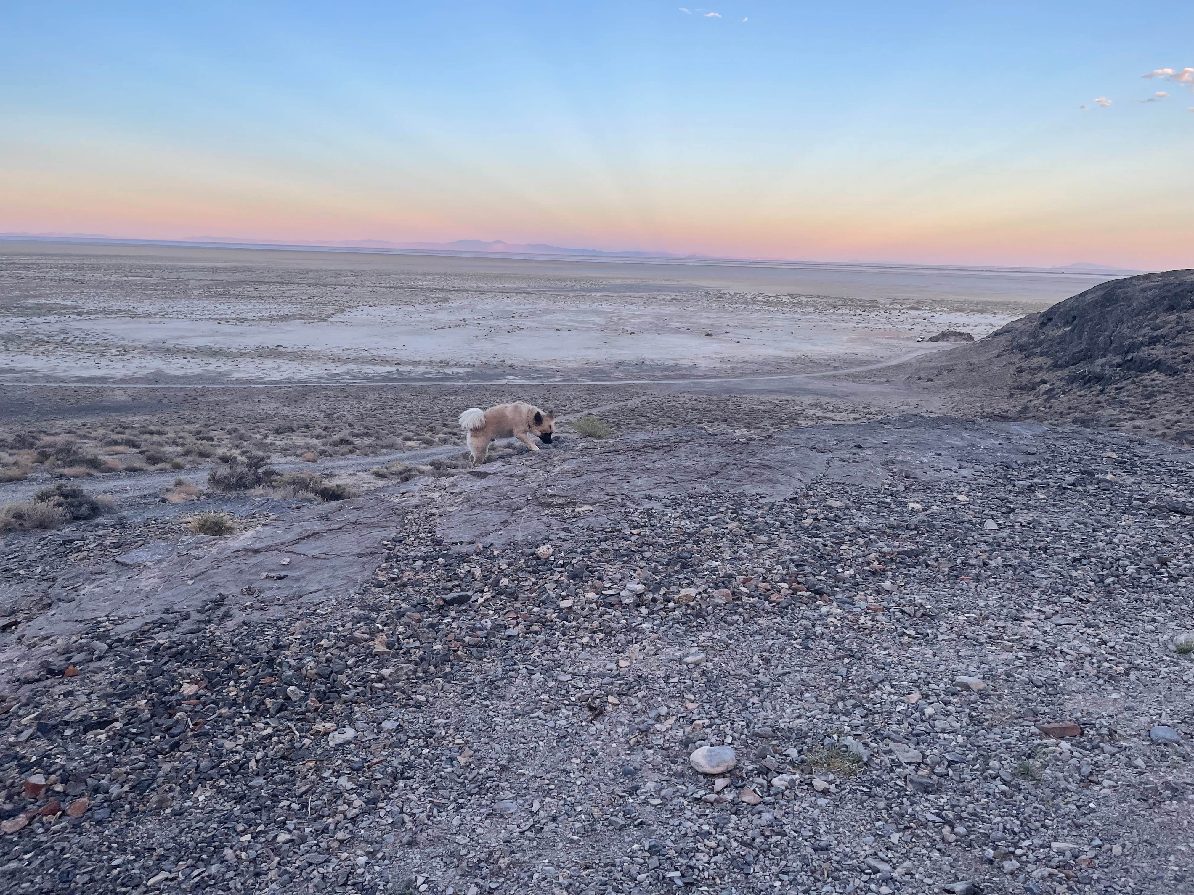 Devin L.'s photo of camping with pets at Volcano Peak Campground (Dispersed) near Wendover, UT