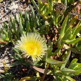 Review photo of Santa Cruz Campground — Carpinteria State Beach by Sally’s G., July 8, 2022