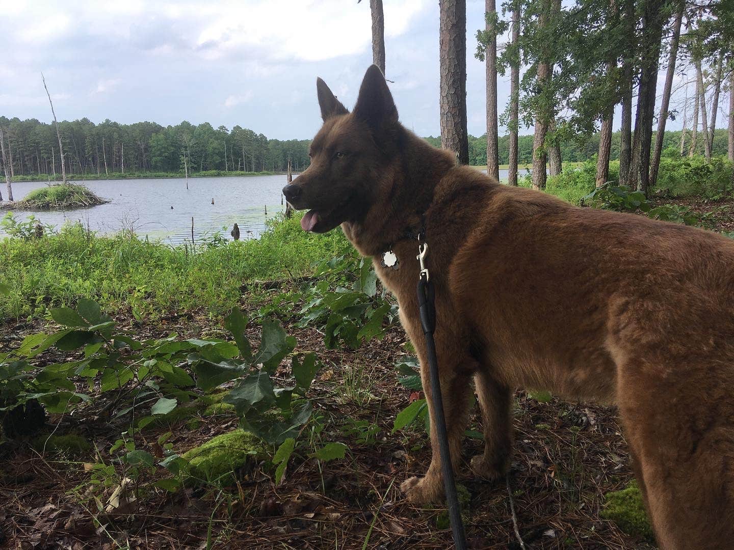 Jen's photo of camping with pets at Pinewoods Lake Rec Area — Mark Twain National Forest near Ozark National Scenic Riverways