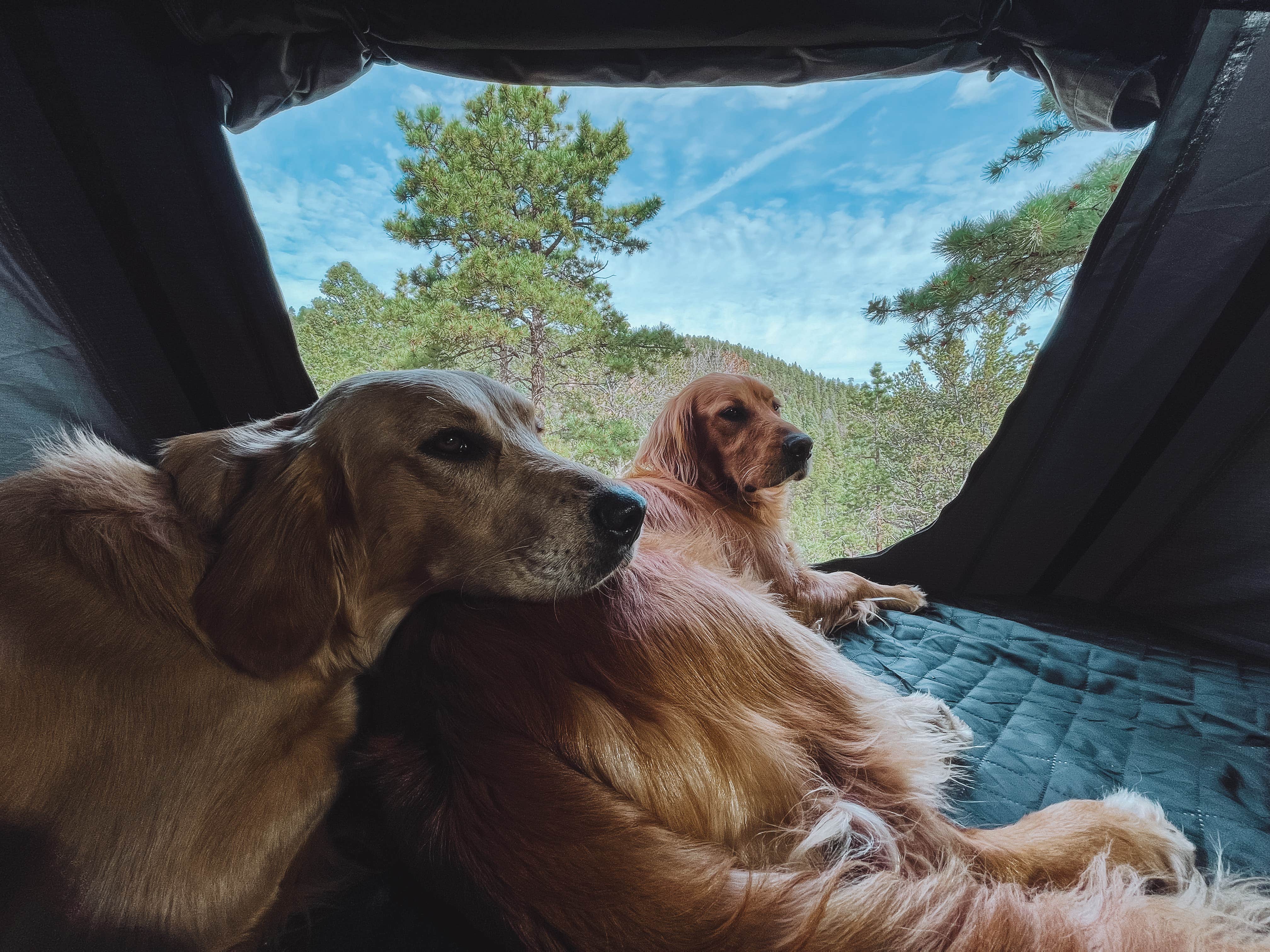 Kristina W.'s photo of camping with pets at Mount Herman Road Dispersed Camping near Cimarron, CO