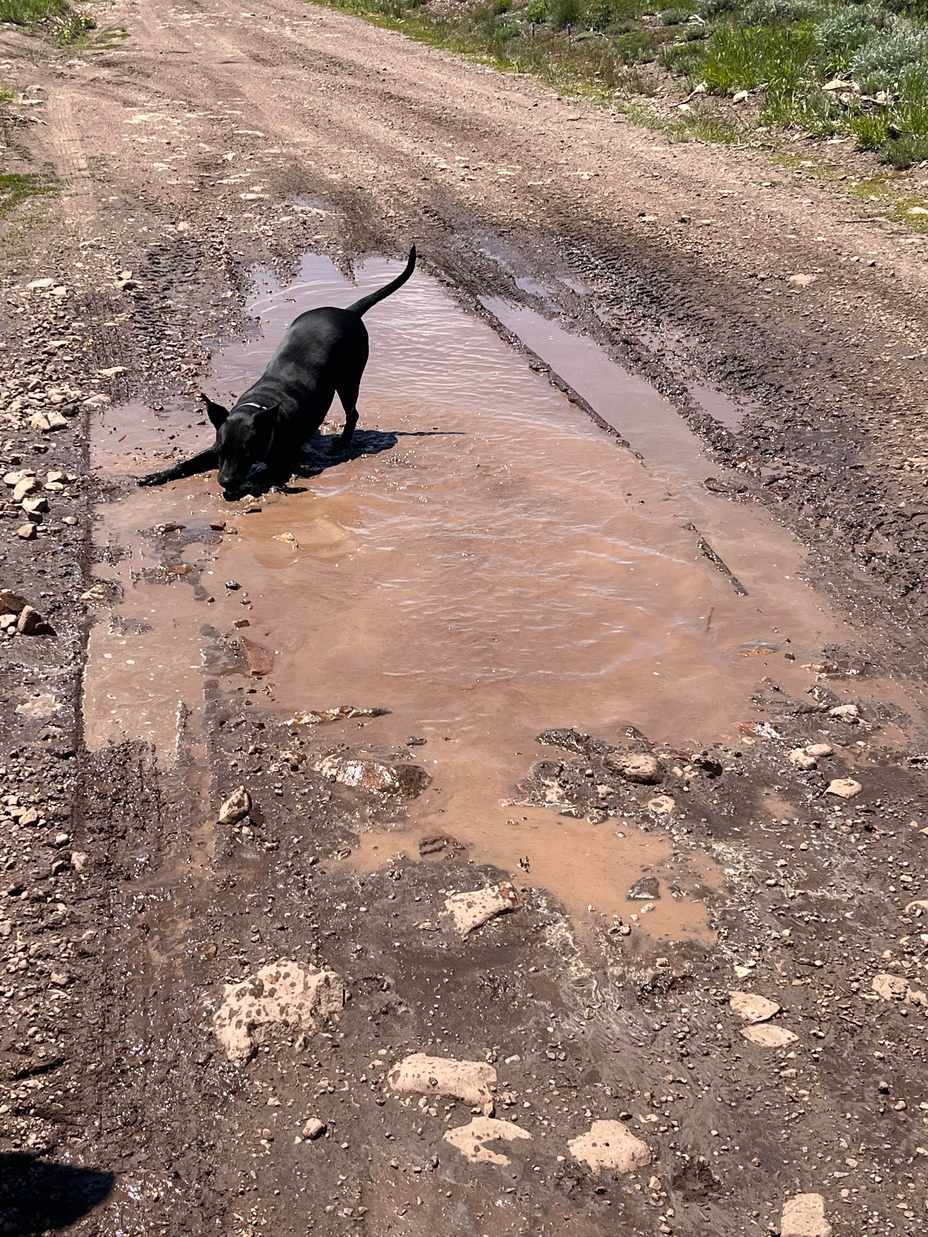 Camper-submitted photo at Wolf Creek Pass Primitive Areas near Tabiona, UT