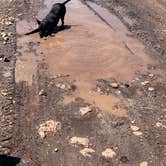 Review photo of Wolf Creek Pass Primitive Areas by Toni M., July 9, 2022