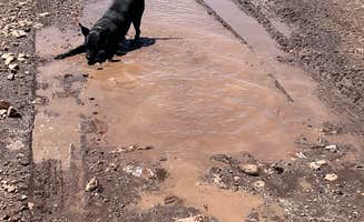 Toni M.'s photo of camping with pets at Wolf Creek Pass Primitive Areas near Hanna, UT