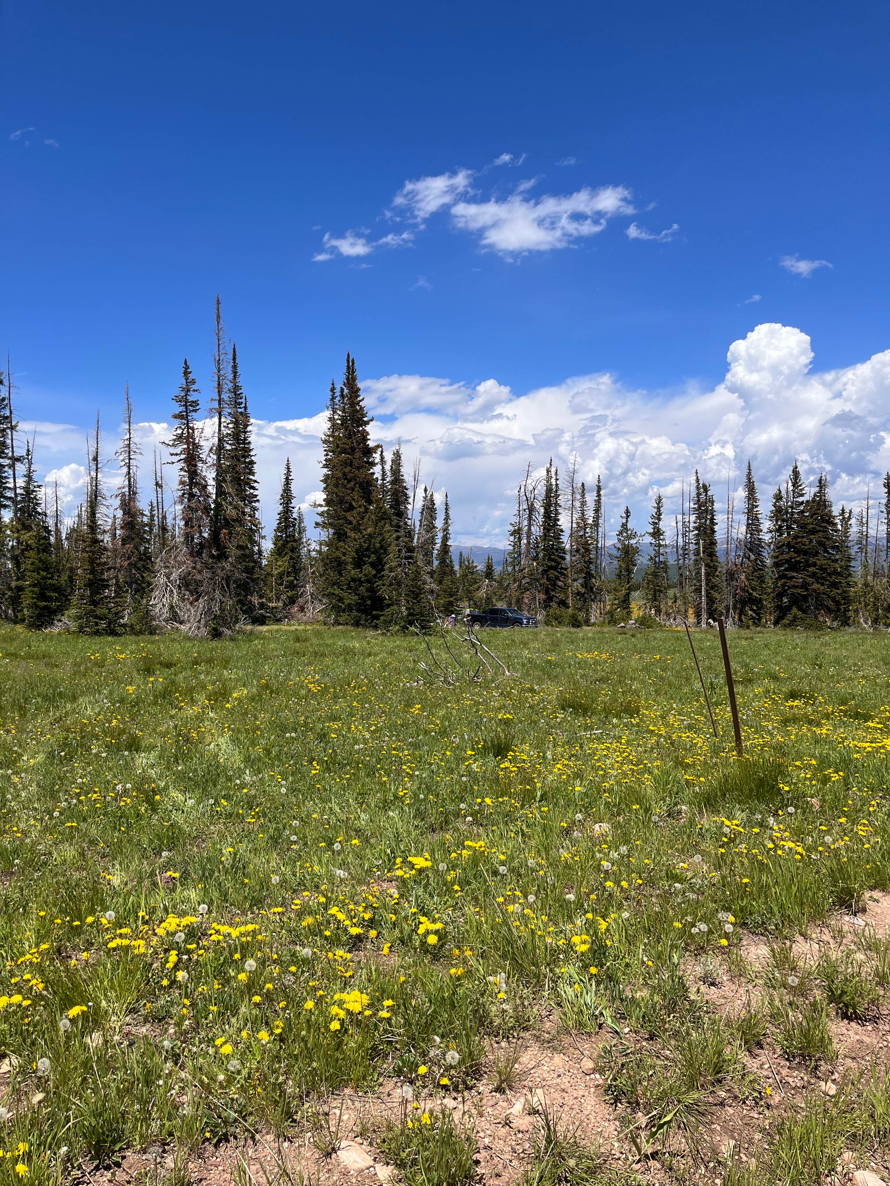 Camper submitted image from Wolf Creek Pass Primitive Areas - 1