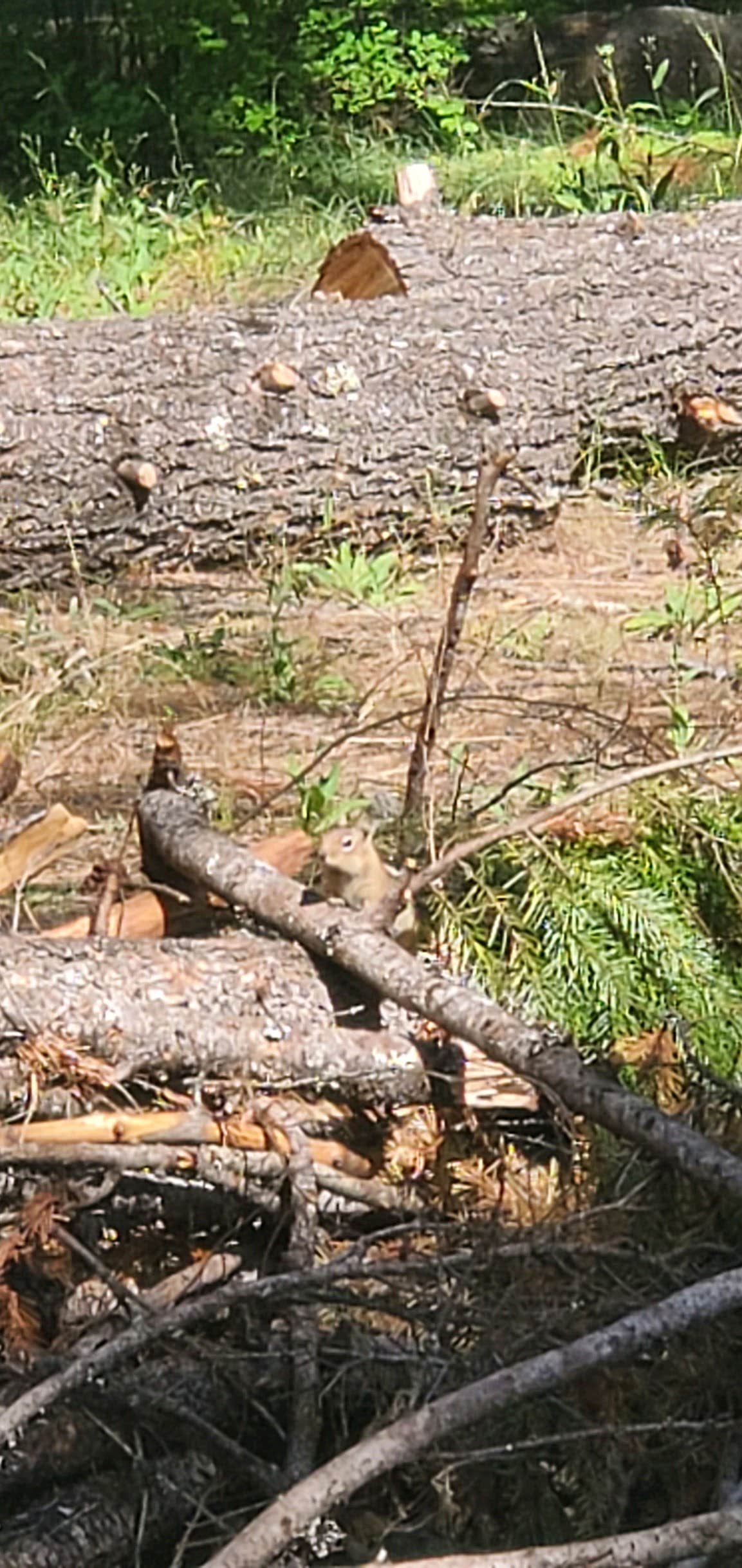 Camper submitted image from Sawmill Flat Campground - 4