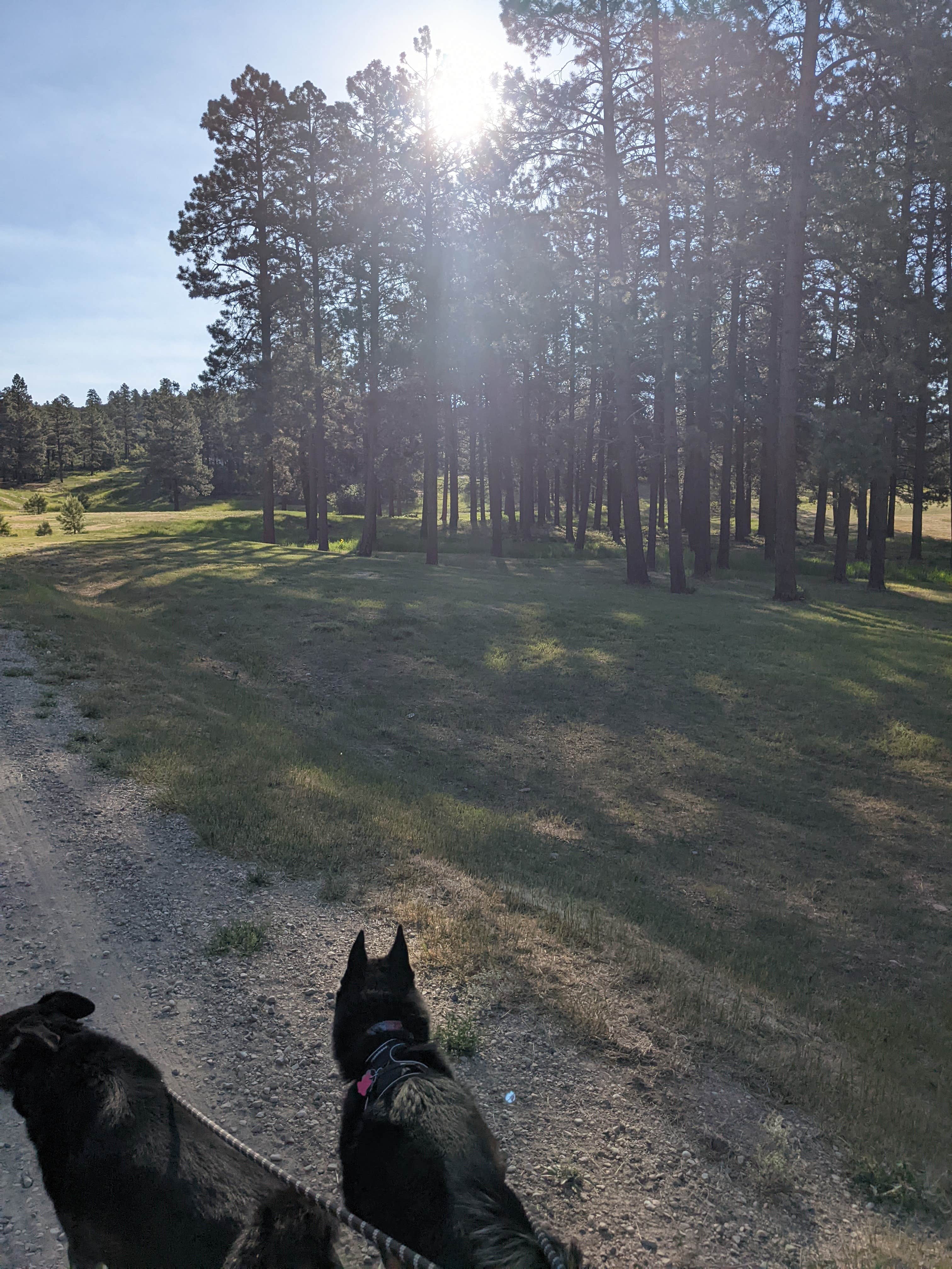 Melody C.'s photo of camping with pets at Echo Basin Cabin and RV Resort near San Juan National Forest