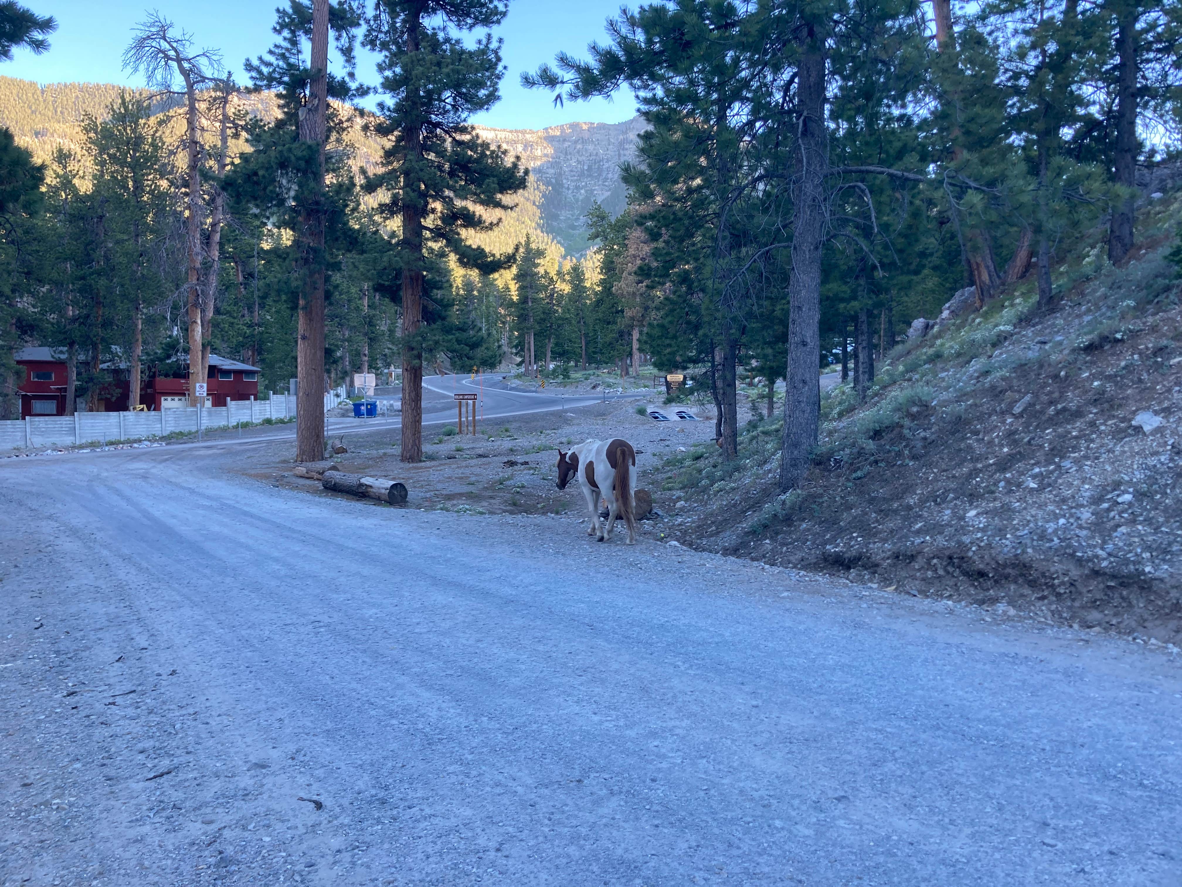 Veronica S.'s photo of camping with pets at McWilliams Campground near Las Vegas, NV
