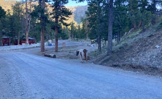 Veronica S.'s photo of camping with pets at McWilliams Campground near Las Vegas, NV