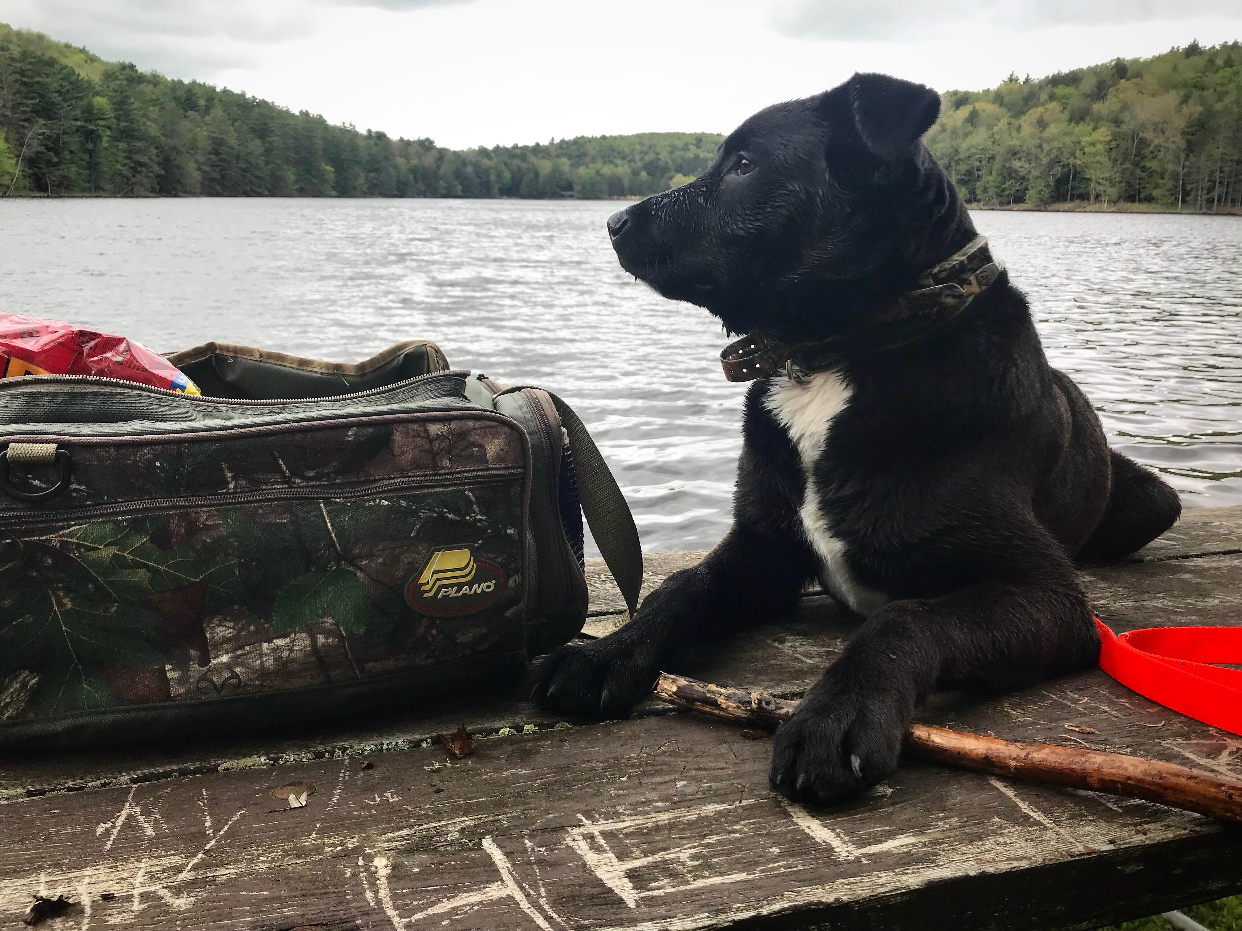 Erin G.'s photo of camping with pets at Gilbert Lake State Park Campground near Utica, NY