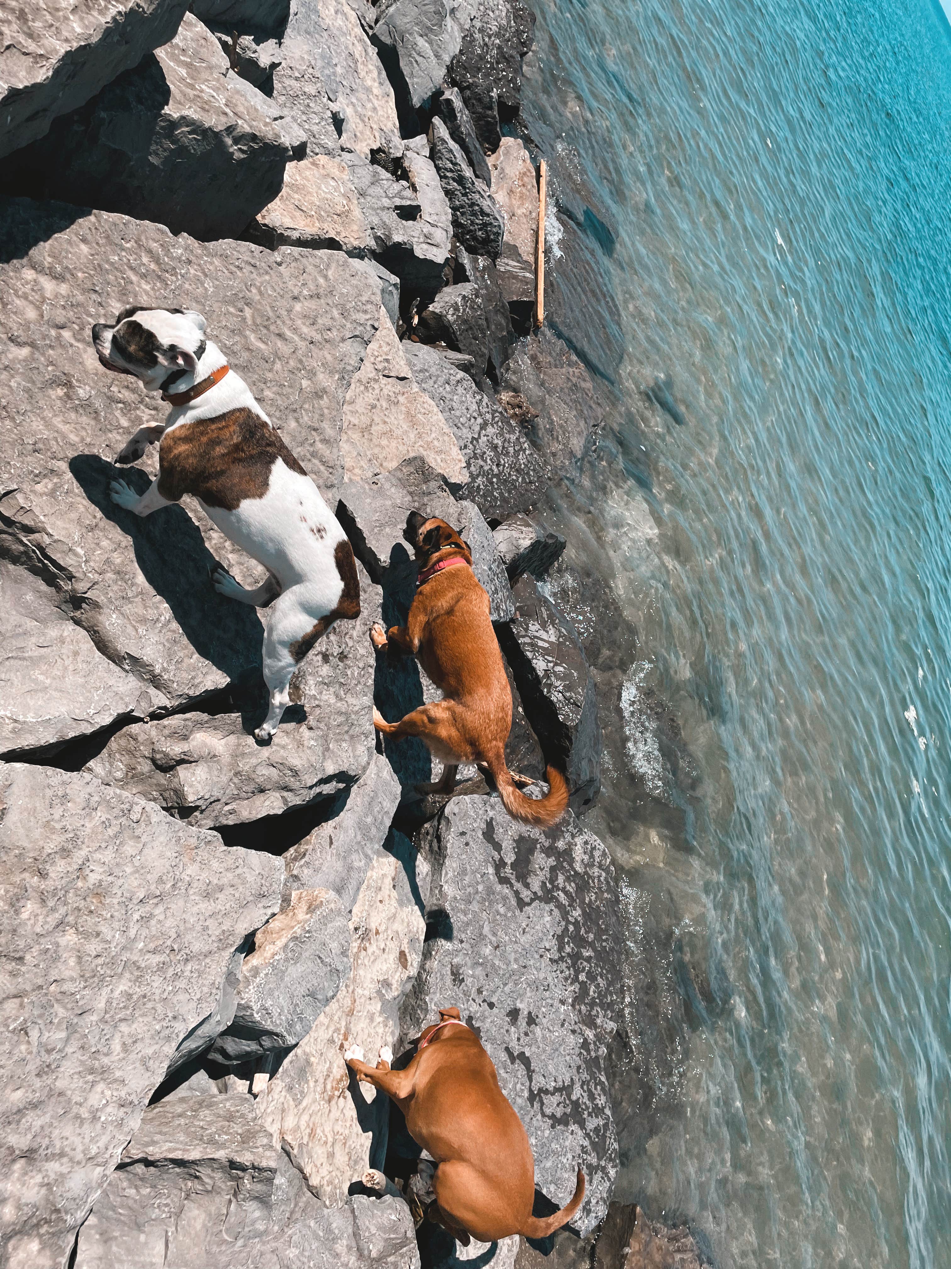 Bella S.'s photo of camping with pets at Hamlin Beach State Park Campground near Macedon, NY