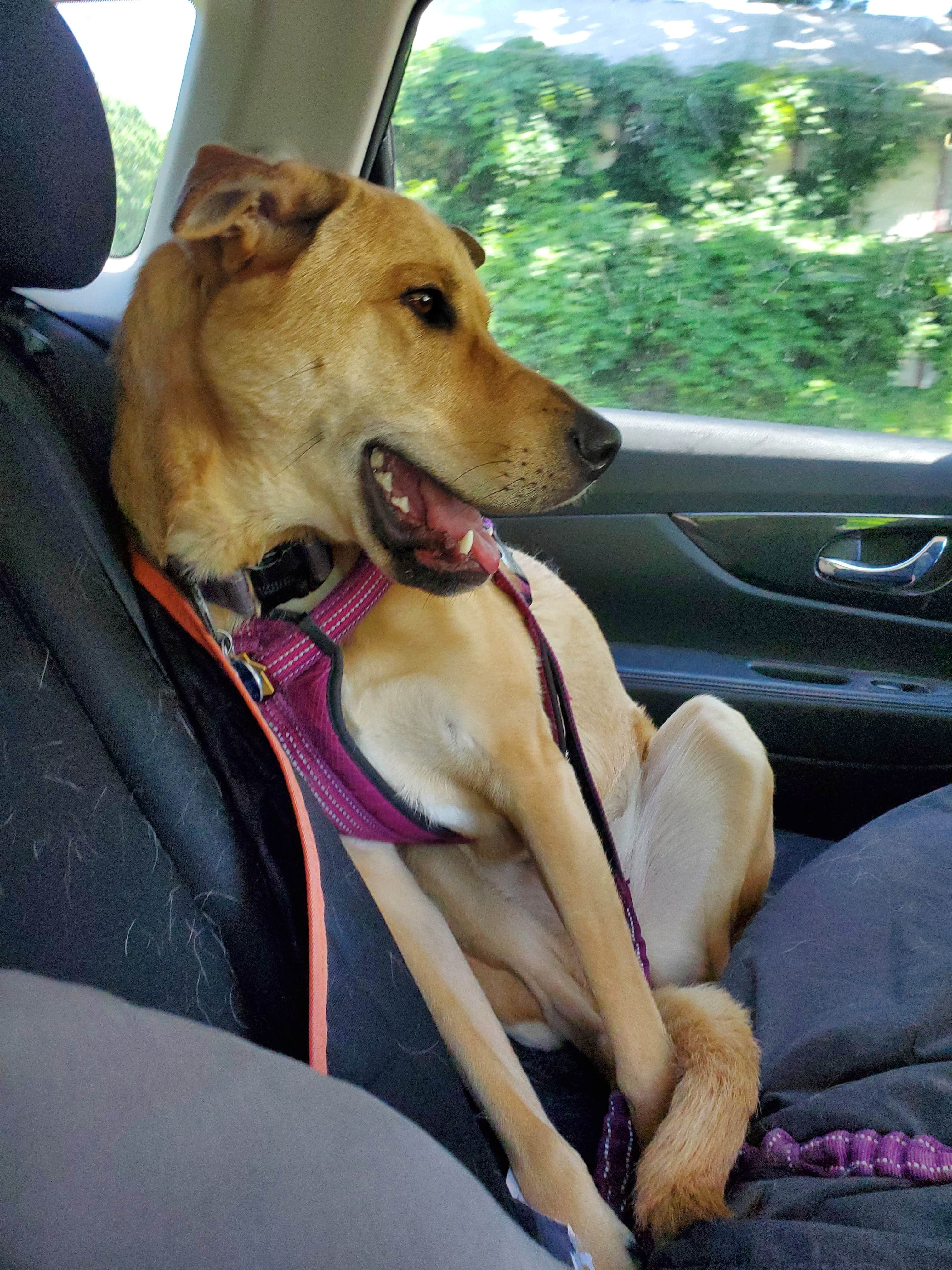 Kathleen H.'s photo of camping with pets at Raccoon Creek State Park Campground near Creighton, PA