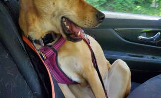 Kathleen H.'s photo of camping with pets at Raccoon Creek State Park Campground near Creighton, PA